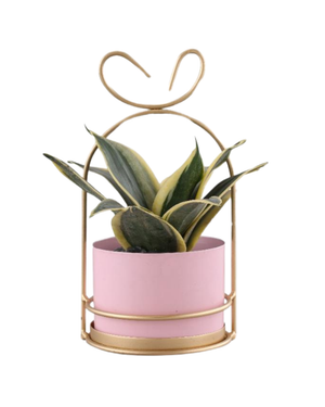 The 10 Best Eco-Friendly Planters from Taragram for a Greener Home