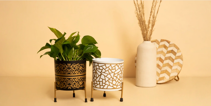 How to Choose the Best Sustainable Pots for Indoor & Outdoor Plants