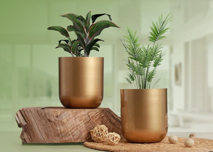 Top 10 Indoor Plants for 2025 & the Best Eco-Friendly Metal Planters to Pair Them With in India