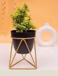 Table Top Planter