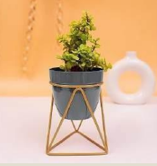 Table Top Planter